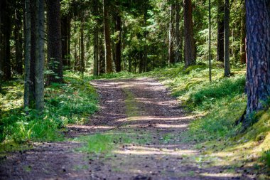 romantik çakıl yol yeşil ağaç ormandaki