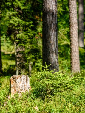Yaz ormanı ağaçları. doğa yeşil ahşap güneş ışığı arka planı