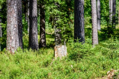 Yaz ormanı ağaçları. doğa yeşil ahşap güneş ışığı arka planı