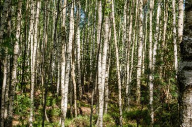 Yaz ormanı ağaçları. doğa yeşil ahşap güneş ışığı arka planı