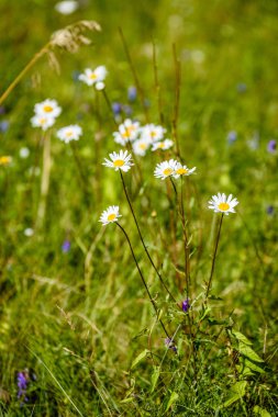 yeşil zemin üzerine beyaz bahar çiçekleri