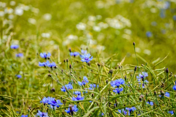 Синие весенние цветы на зеленом фоне — стоковое фото