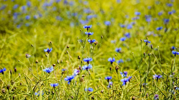 Flores azules de primavera sobre fondo verde —  Fotos de Stock