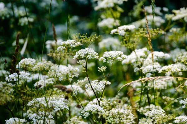 Flores brancas da primavera no fundo verde — Fotografia de Stock