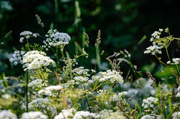 Белый весенние цветы на зеленом фоне — стоковое фото