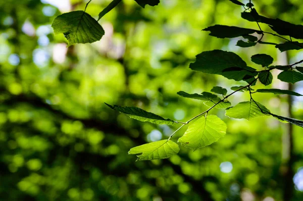 그린의 침대에 녹색 잎 — 스톡 사진