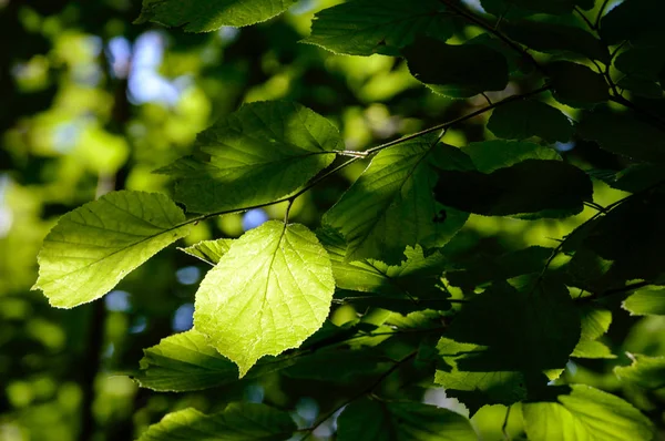Folhas verdes em uma cama de arbusto verde — Fotografia de Stock