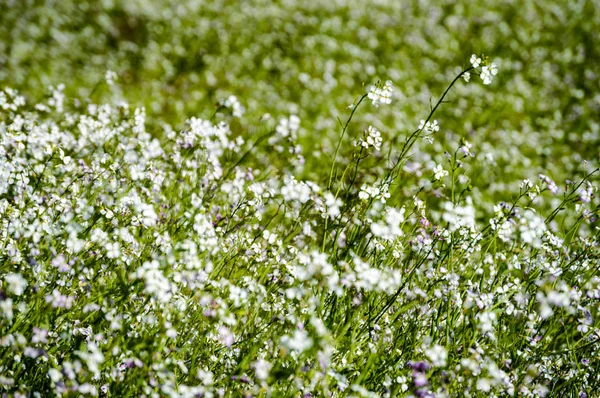 Flores brancas da primavera no fundo verde — Fotografia de Stock