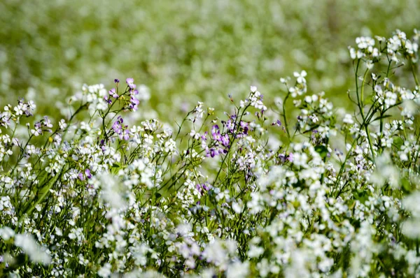 Weiße Frühlingsblumen auf grünem Hintergrund — Stockfoto