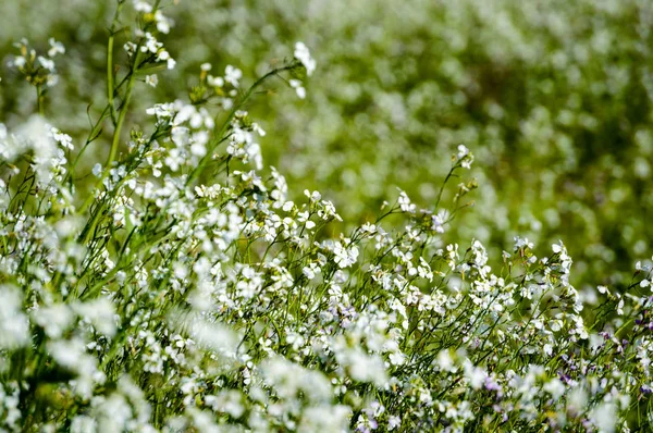 Flores brancas da primavera no fundo verde — Fotografia de Stock