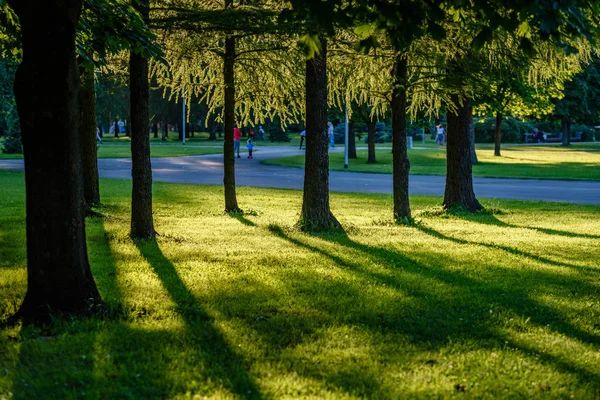 ต้นไม้ป่าฤดูร้อน พื้นหลังแสงแดดไม้สีเขียวธรรมชาติ — ภาพถ่ายสต็อก