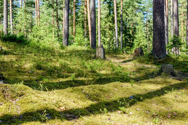 Καλοκαιρινά δάση. φυσικό πράσινο φόντο φως του ήλιου ξύλο — Φωτογραφία Αρχείου