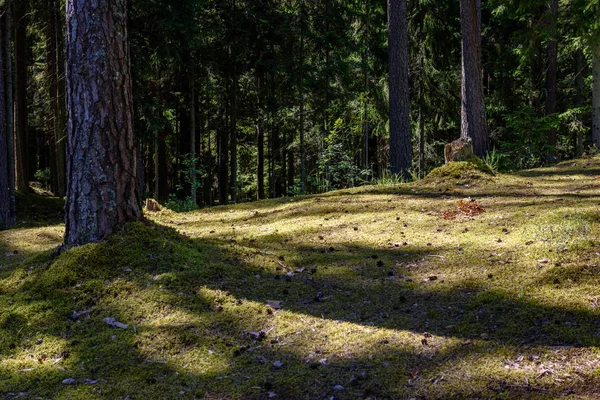 Arbres forestiers d'été. nature vert bois lumière du soleil milieux — Photo