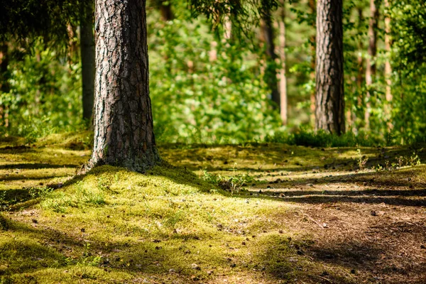 Nyári erdők. természet zöld fa napfény hátterek — Stock Fotó
