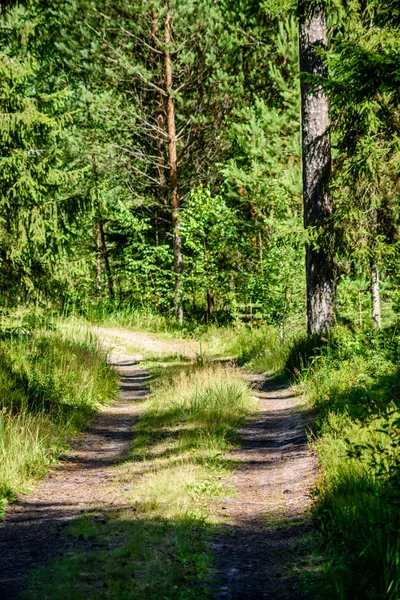 romantik çakıl yol yeşil ağaç ormandaki