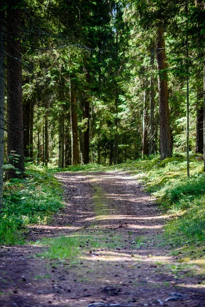 Romantische onverharde weg in groene boom bos — Stockfoto