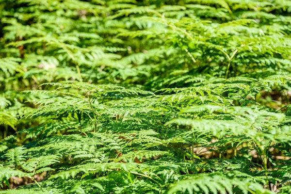 Красивые зеленые листья папоротника под солнечным светом в лесу — стоковое фото