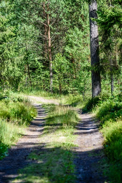 romantic gravel road in green tree forest