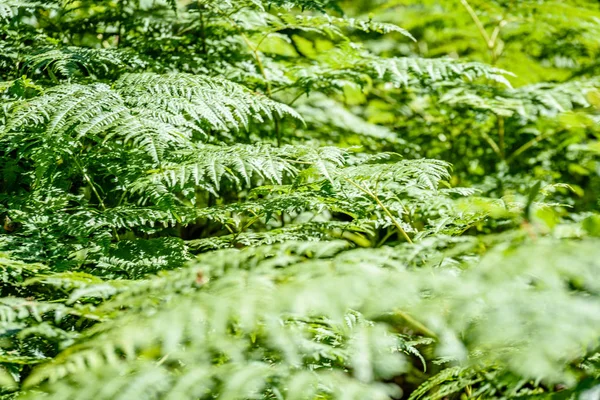 Красивые зеленые листья папоротника под солнечным светом в лесу — стоковое фото