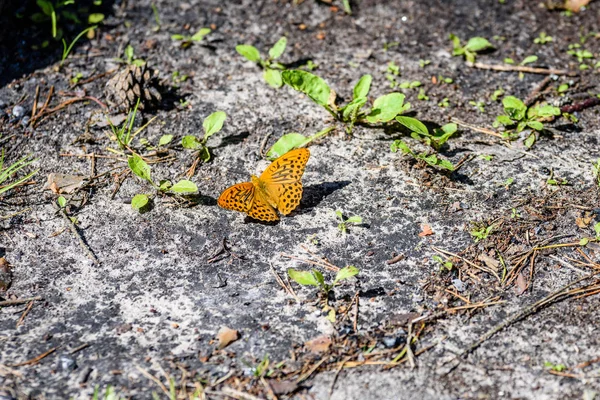 Butterfly on the ground — Stock Photo, Image