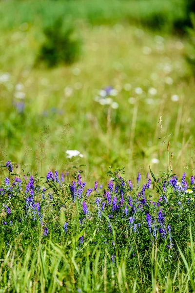 Flores de primavera púrpura sobre fondo verde — Foto de Stock