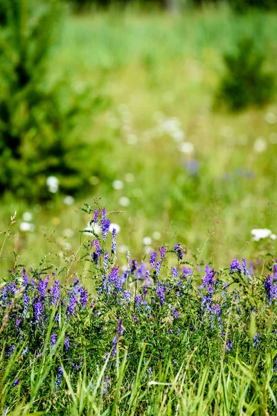 Фиолетовые весенние цветы на зеленом фоне — стоковое фото