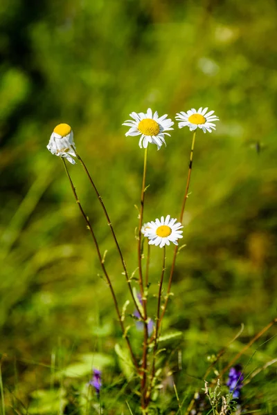 Fleurs printanières blanches sur fond vert — Photo