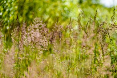 yeşil arka planda bahar çiçekleri