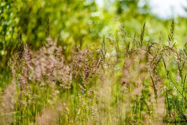 yeşil arka planda bahar çiçekleri