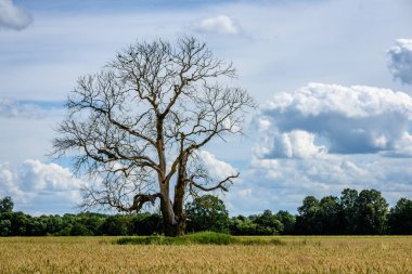 mavi gökyüzü karşı yalnız eski kuru ağaç
