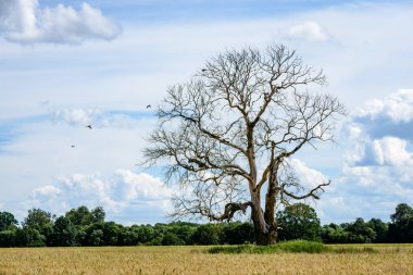mavi gökyüzü karşı yalnız eski kuru ağaç