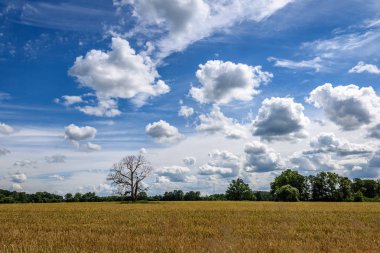 mavi gökyüzü karşı yalnız eski kuru ağaç