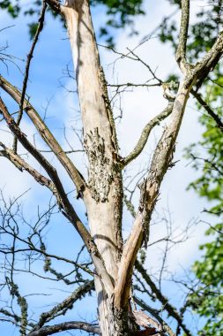 mavi gökyüzü karşı eski kuru ağaç