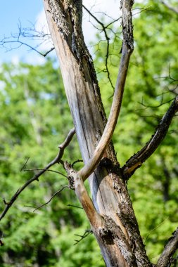 mavi gökyüzü karşı eski kuru ağaç