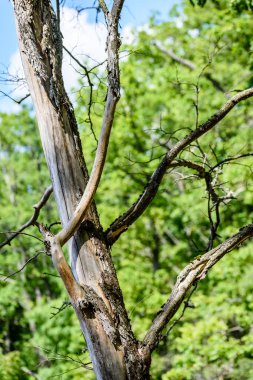 mavi gökyüzü karşı eski kuru ağaç