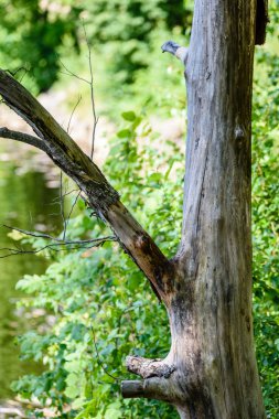 mavi gökyüzü karşı eski kuru ağaç