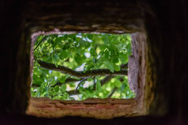 Yaz ormanı ağaçları. doğa yeşil ahşap güneş ışığı arka planı