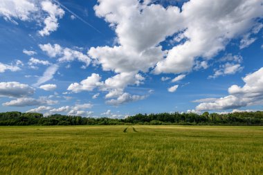 Buğday tarlası ve bulutlu yaz manzarası