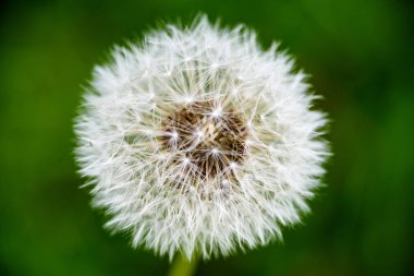 yeşil zemin üzerine kuru karahindiba