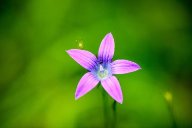 Mor bahar çiçekleri yeşil zemin üzerine