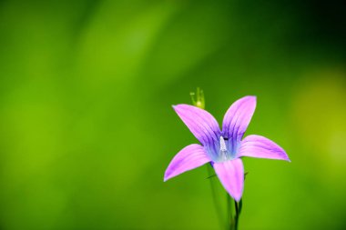 Mor bahar çiçekleri yeşil zemin üzerine