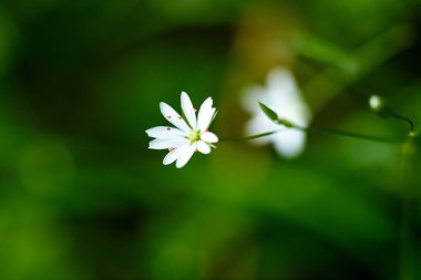 yeşil arkaplanda beyaz papatya çiçekleri