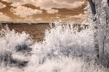 orman göl kenarında. Kızılötesi renkli görüntü