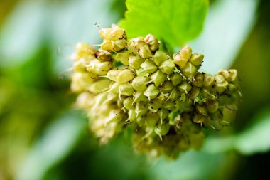 yeşil arka planda bahar çiçekleri