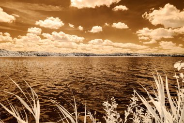 orman göl kenarında. Kızılötesi renkli görüntü