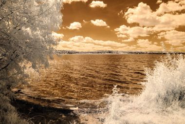 orman göl kenarında. Kızılötesi renkli görüntü