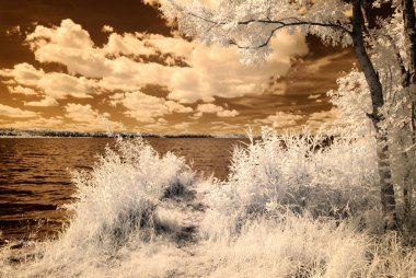 orman göl kenarında. Kızılötesi renkli görüntü