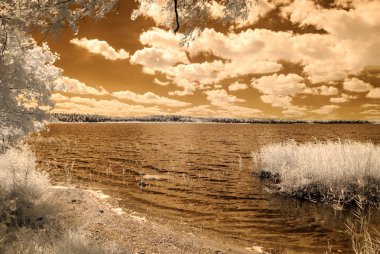 orman göl kenarında. Kızılötesi renkli görüntü