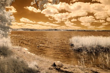 orman göl kenarında. Kızılötesi renkli görüntü