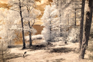 orman göl kenarında. Kızılötesi renkli görüntü